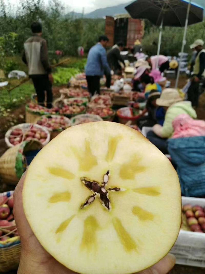 大凉山盐源苹果，糖心苹果，大量对接电商及各大市场