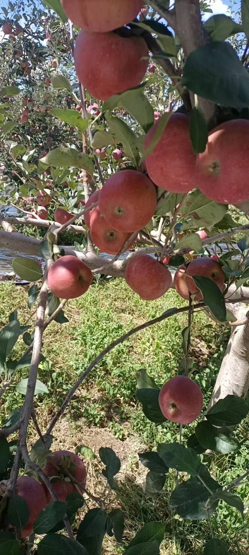 大凉山盐源苹果，糖心苹果，大量对接电商及各大市场