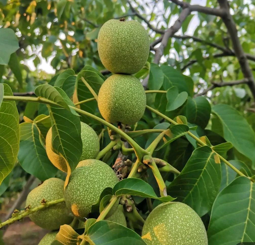 核桃树果实成熟