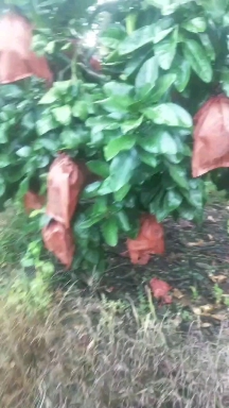 福建红柚
