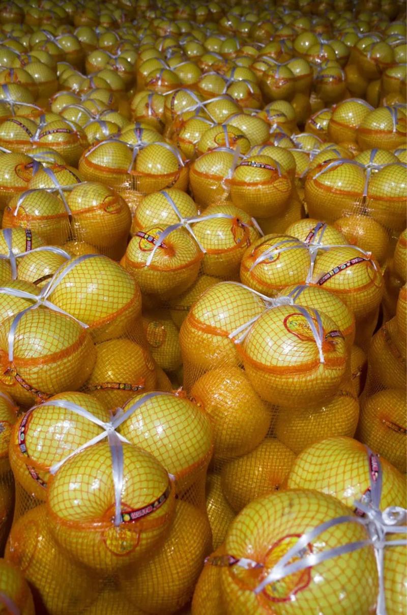 【推荐】福建平和精品蜜柚大量上市个头大颗粒饱满