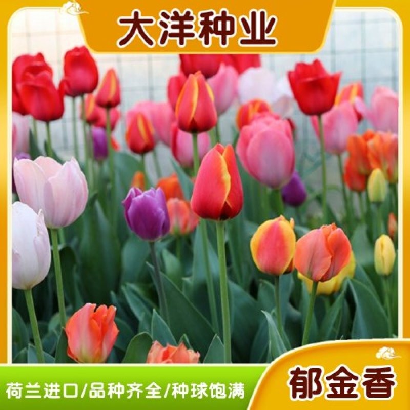 荷兰进口郁金香种球重瓣大球（粉、红、白、橙、黄、紫…）