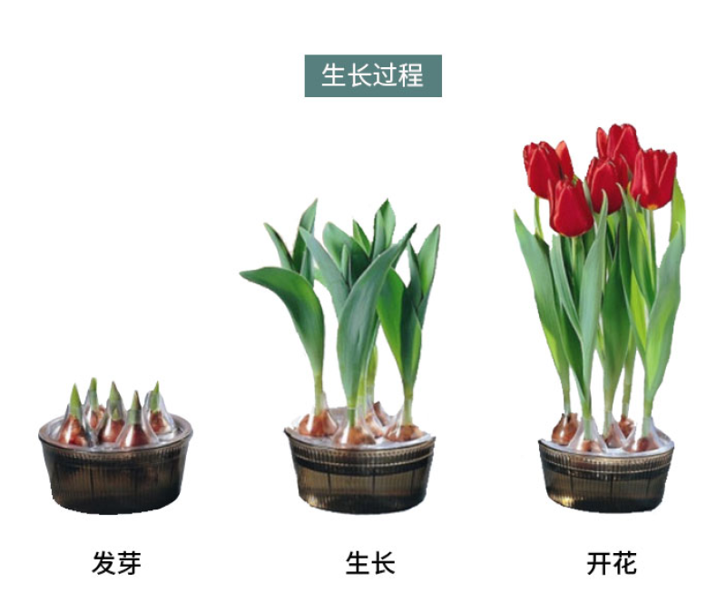 荷兰进口郁金香种球重瓣大球（粉、红、白、橙、黄、紫…）