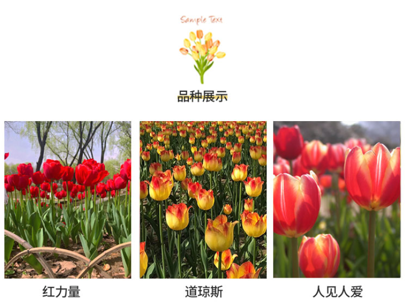 荷兰进口郁金香种球重瓣大球（粉、红、白、橙、黄、紫…）