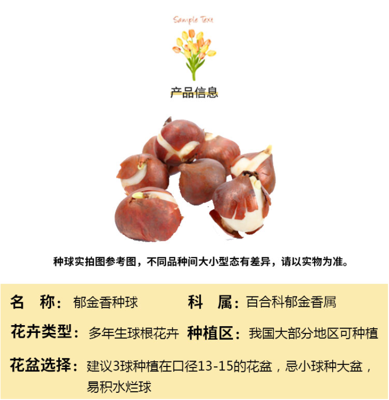 荷兰进口郁金香种球重瓣大球（粉、红、白、橙、黄、紫…）