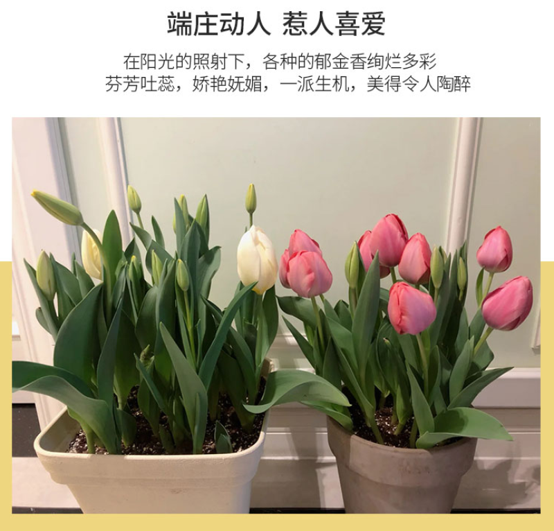荷兰进口郁金香种球重瓣大球（粉、红、白、橙、黄、紫…）