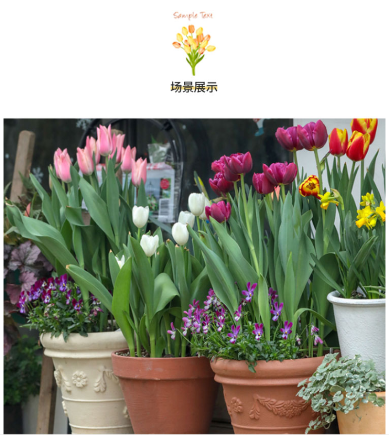 荷兰进口郁金香种球重瓣大球（粉、红、白、橙、黄、紫…）