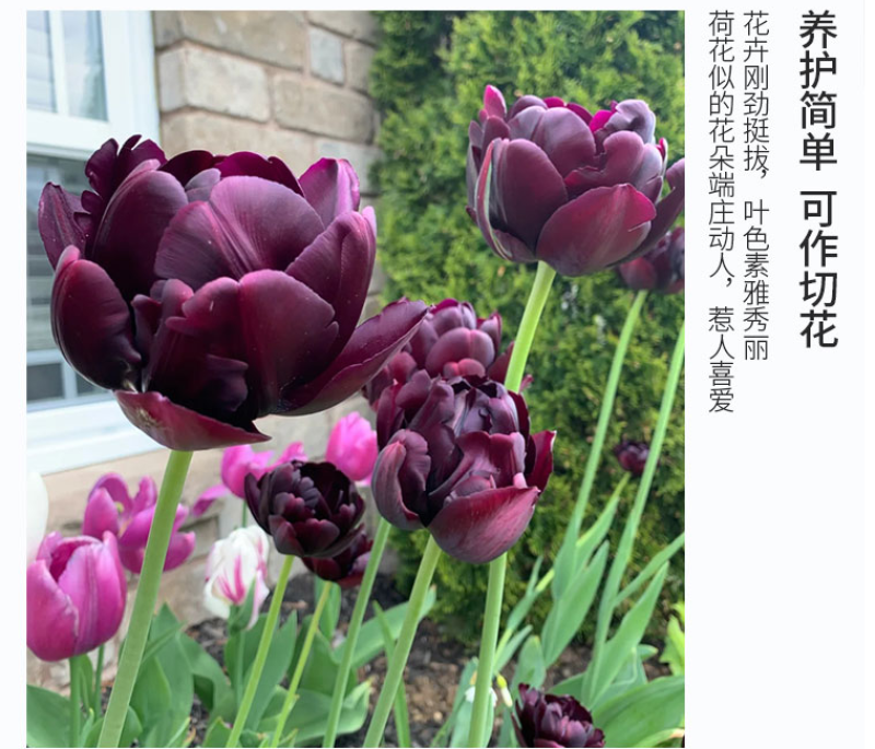 荷兰进口郁金香种球重瓣大球（粉、红、白、橙、黄、紫…）