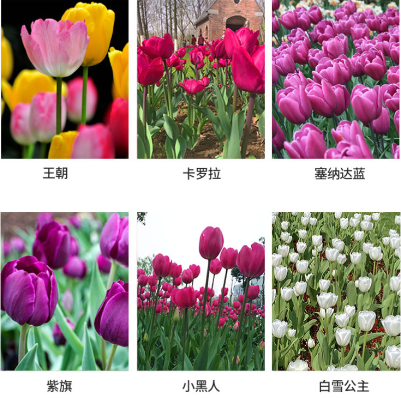 荷兰进口郁金香种球重瓣大球（粉、红、白、橙、黄、紫…）