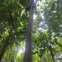 楸树
