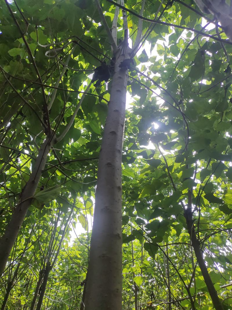 楸树