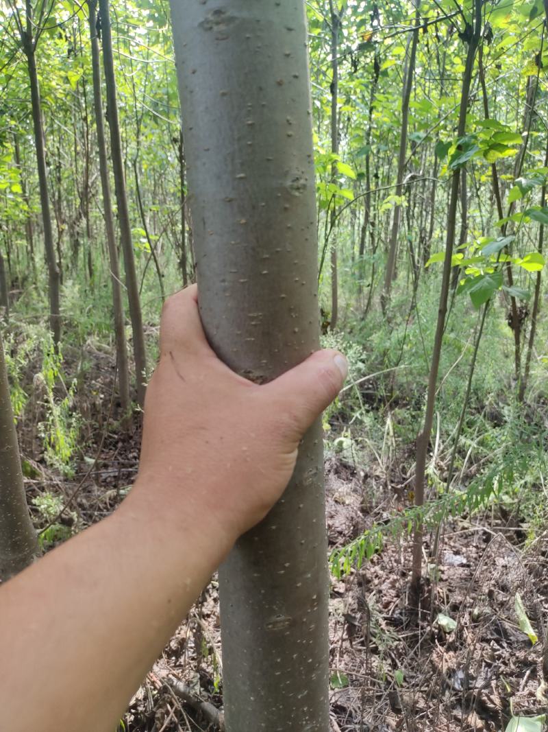楸树