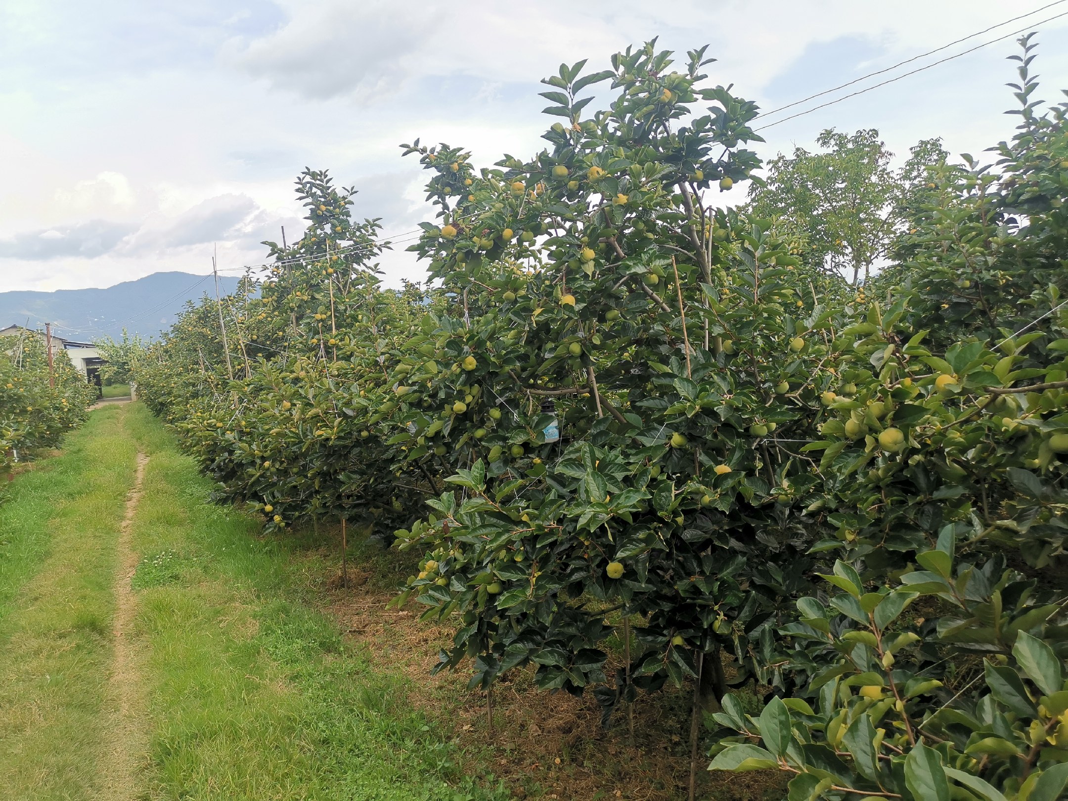 次郎柿果实特写