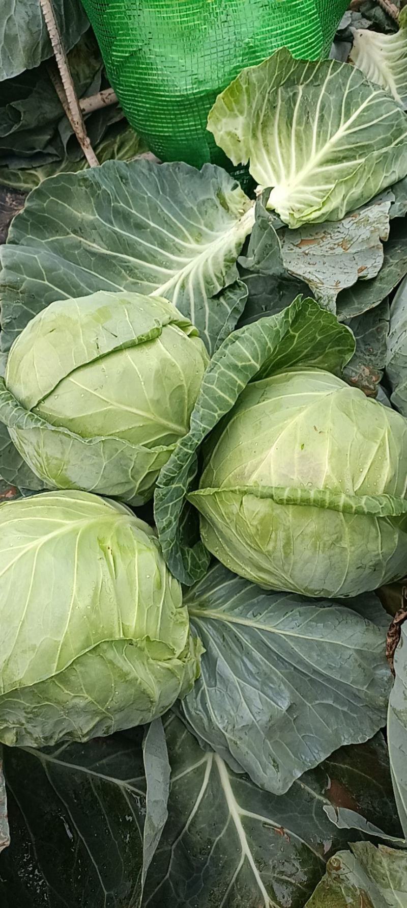 圆包菜