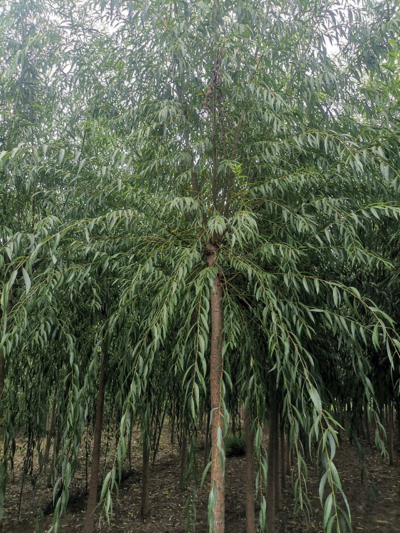 山东西湖垂柳大量有货成活率很高欢迎来洽谈