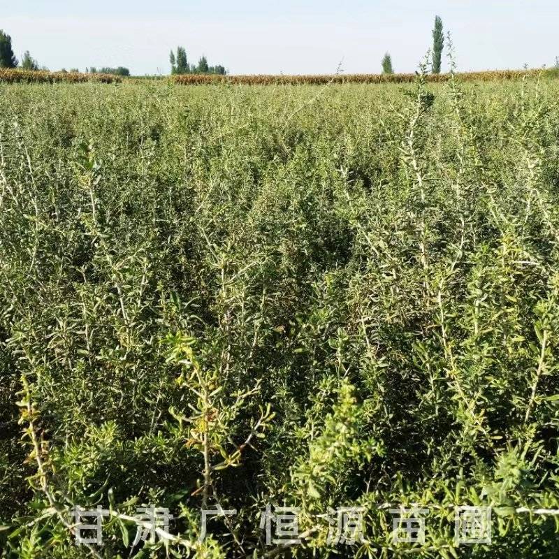 供应40公分黑枸杞苗一年生黑枸杞苗基地