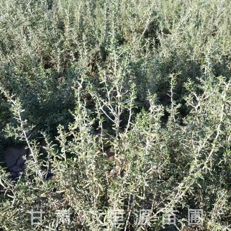 供应40公分黑枸杞苗一年生黑枸杞苗基地