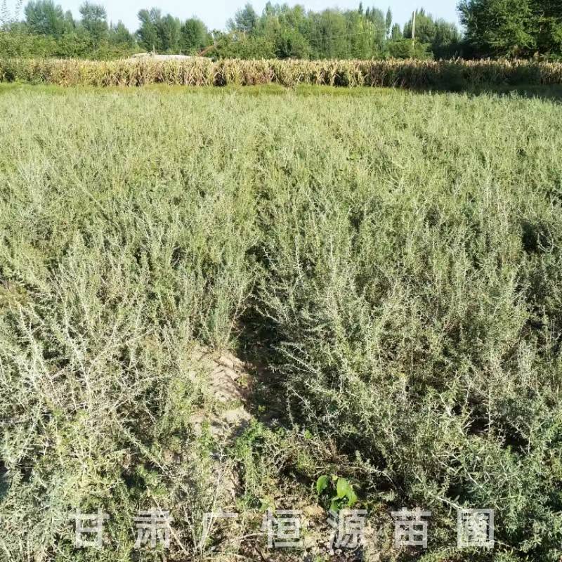 供应40公分黑枸杞苗一年生黑枸杞苗基地