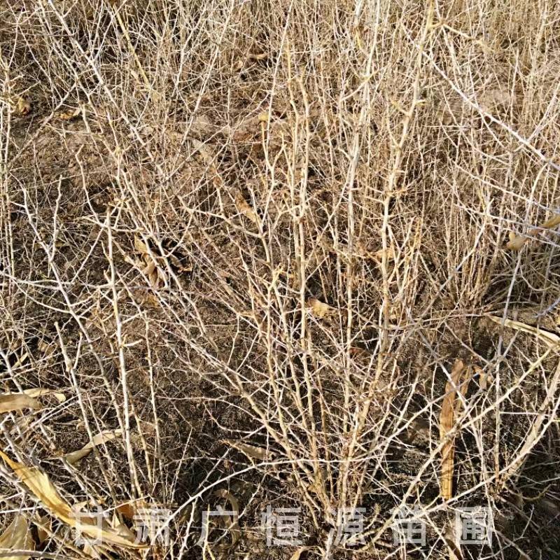 供应40公分黑枸杞苗一年生黑枸杞苗基地