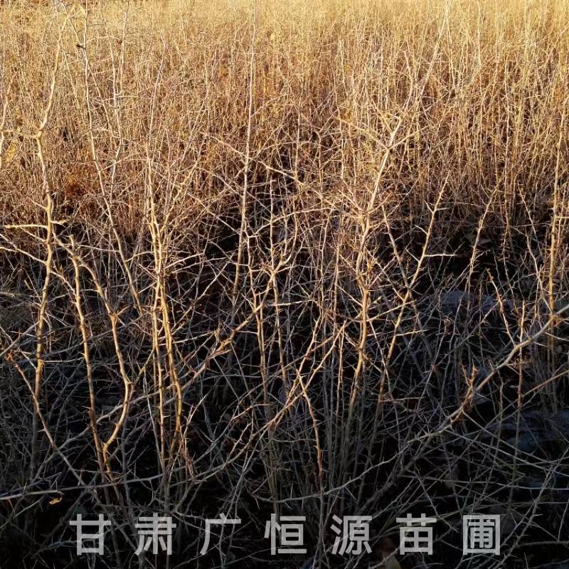 供应40公分黑枸杞苗一年生黑枸杞苗基地