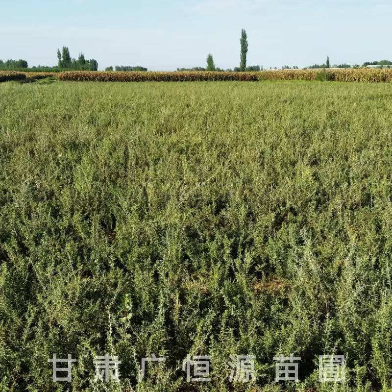 供应40公分黑枸杞苗一年生黑枸杞苗基地