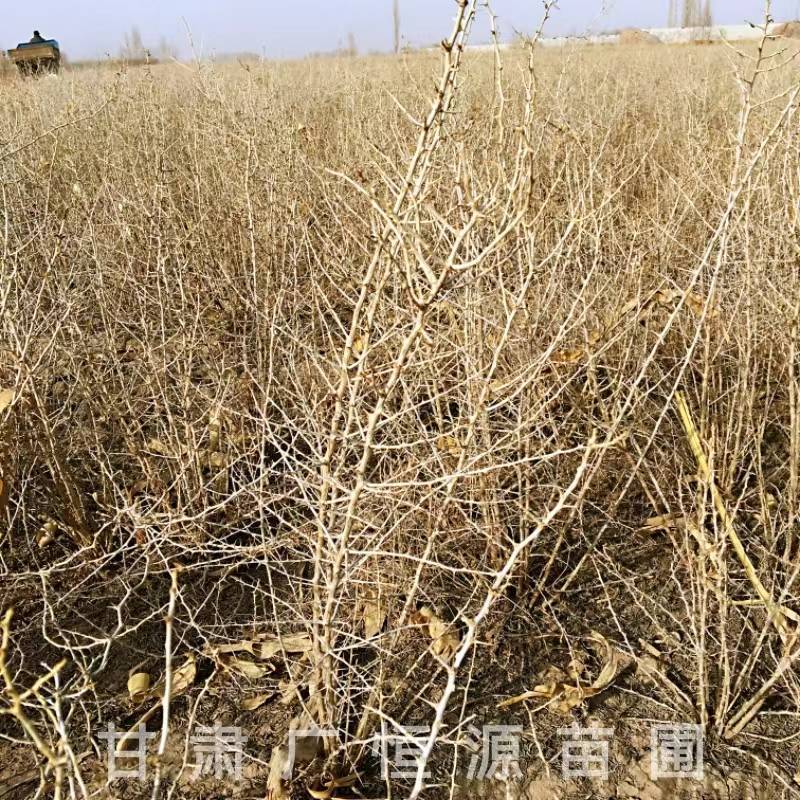 供应40公分黑枸杞苗一年生黑枸杞苗基地