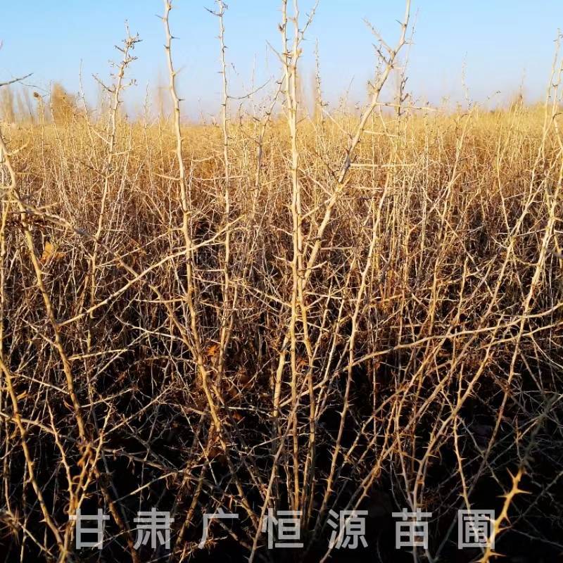 供应40公分黑枸杞苗一年生黑枸杞苗基地