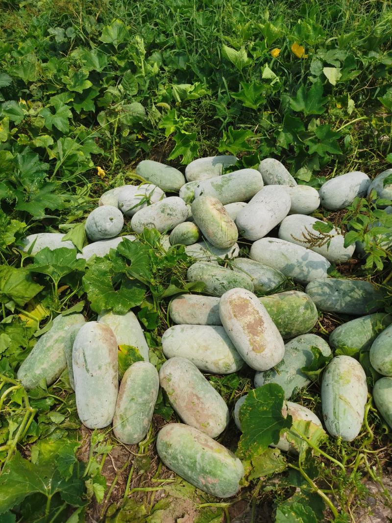 水果冬瓜原产地精品冬瓜保质保量，保证货源