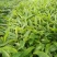 【推荐】四川黄柏苗货源充足成活率高大量走货