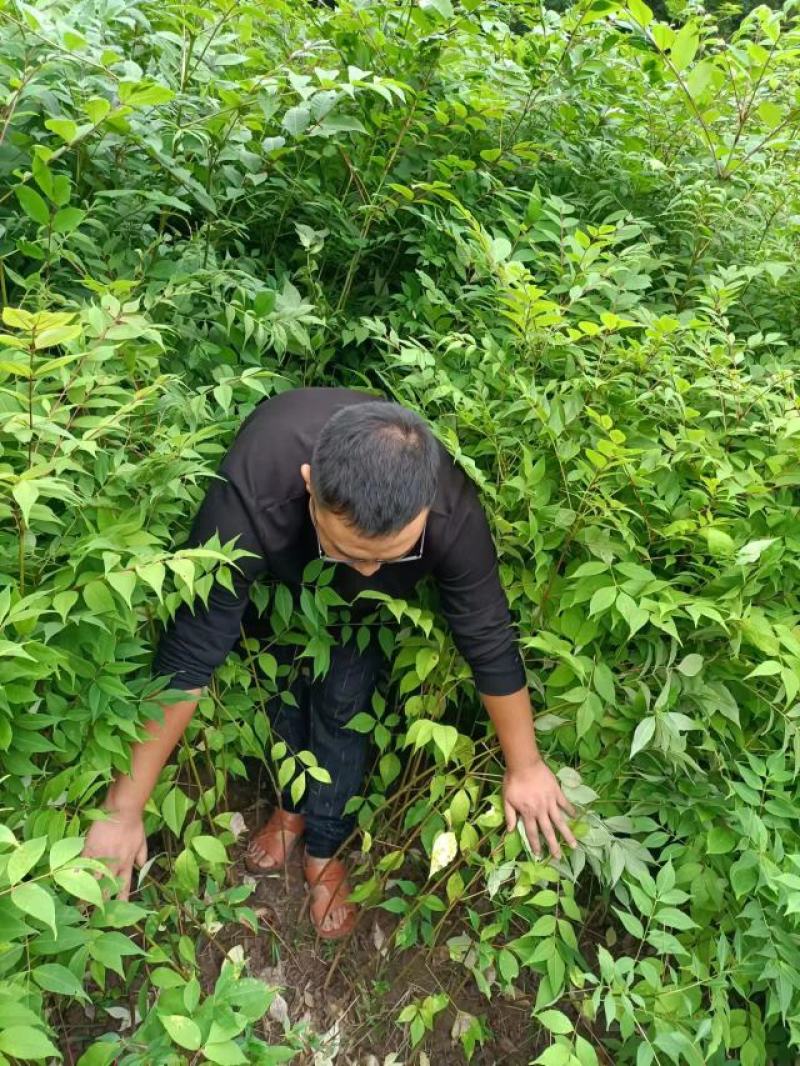 【推荐】四川黄柏苗货源充足成活率高大量走货