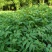 【推荐】四川黄柏苗货源充足成活率高大量走货