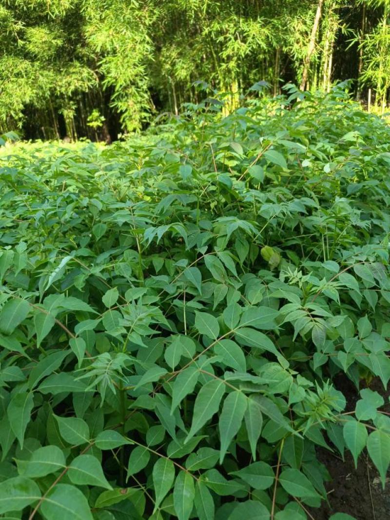 【推荐】四川黄柏苗货源充足成活率高大量走货