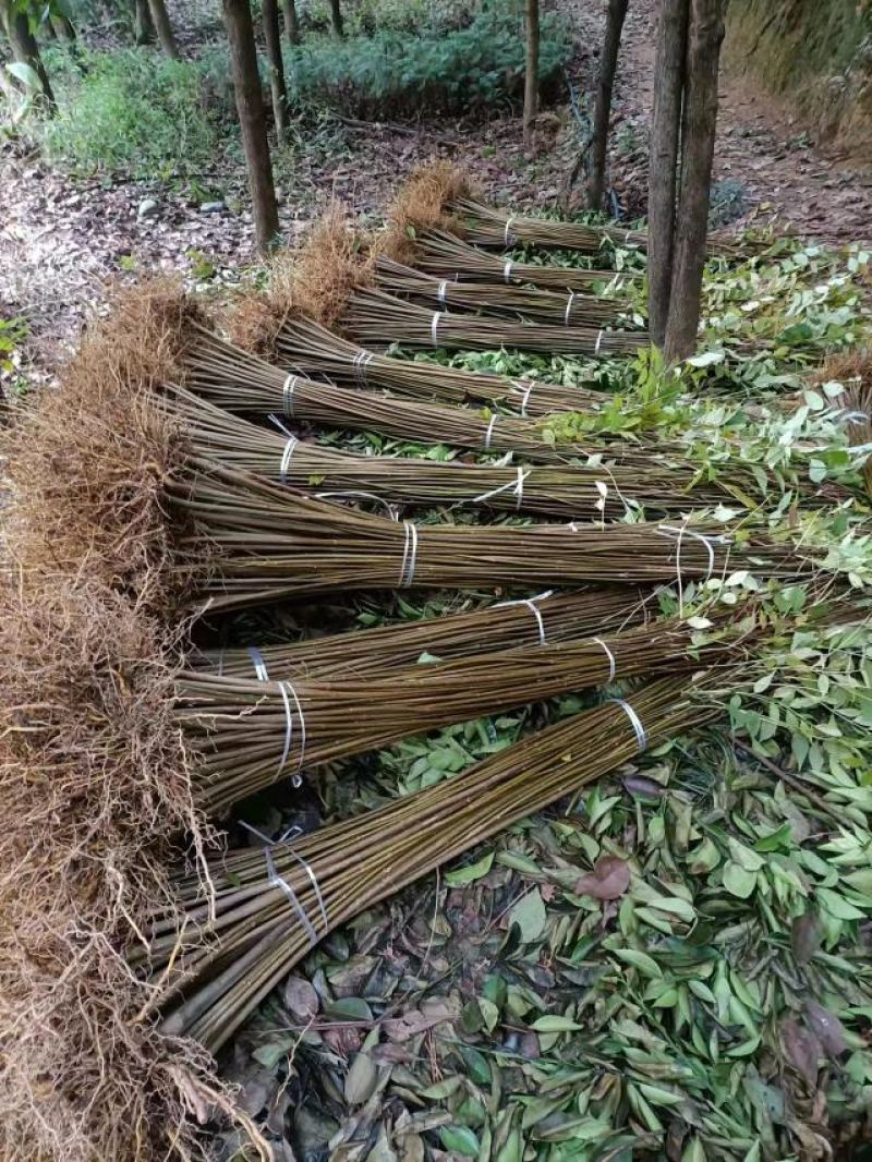 【推荐】四川黄柏苗货源充足成活率高大量走货