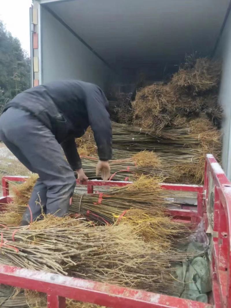 【推荐】四川黄柏苗货源充足成活率高大量走货