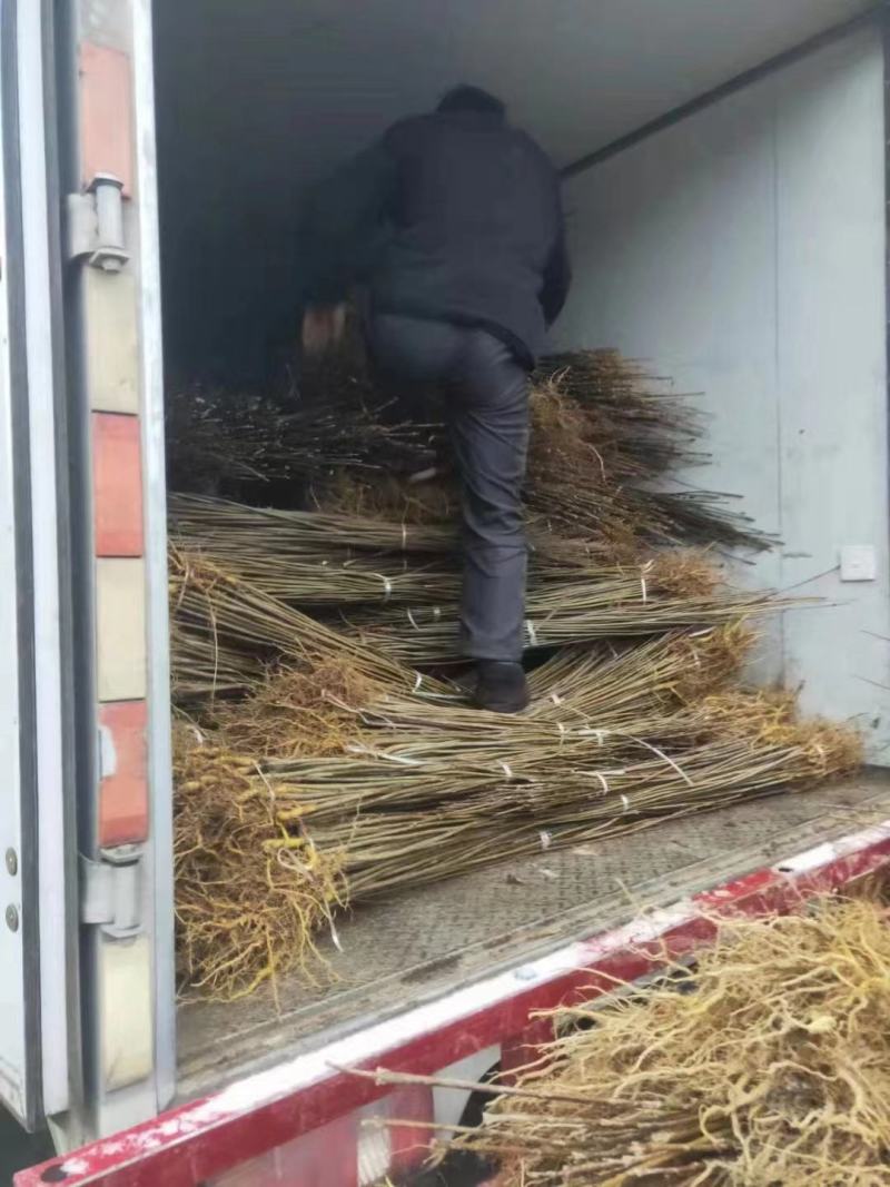 【推荐】四川黄柏苗货源充足成活率高大量走货