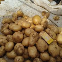 榆林精品土豆v7土豆品种规格齐全全国