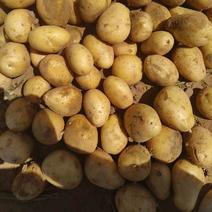 陕西精品v7土豆产地一手货源规格齐全全国可发货