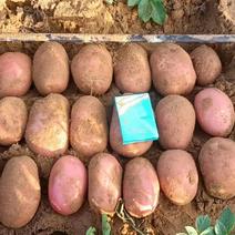 陕西东方红土豆规格齐全质量保证全国发货