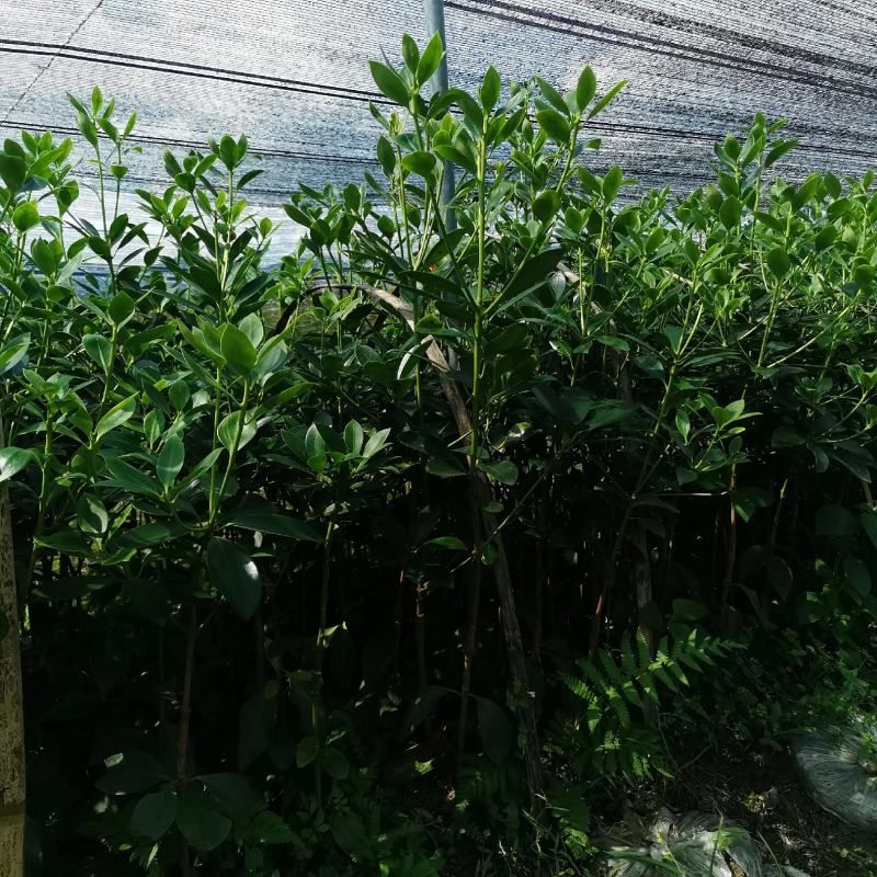 木王嫁接苗八角苗