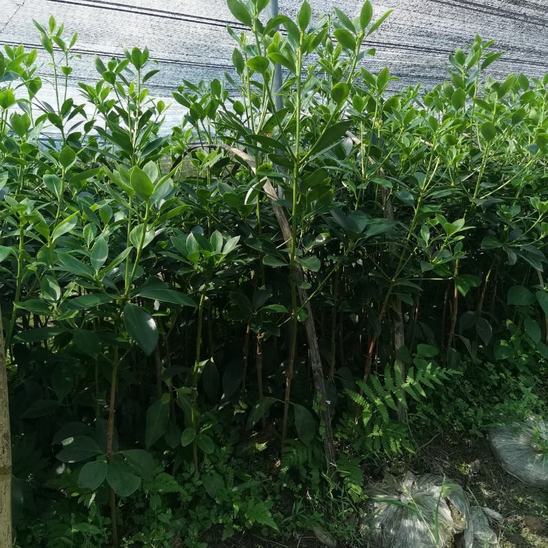 木王嫁接苗八角苗