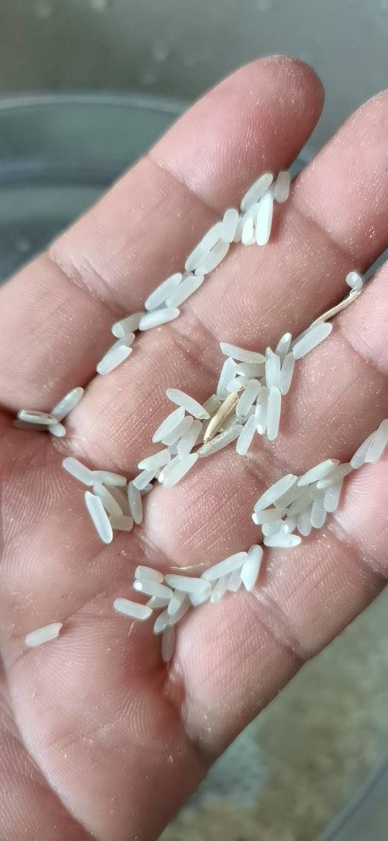 黄花粘小颗粒，晒干
