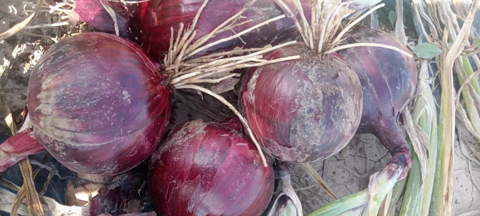 元葱紫皮洋葱在田间成熟待采收场景