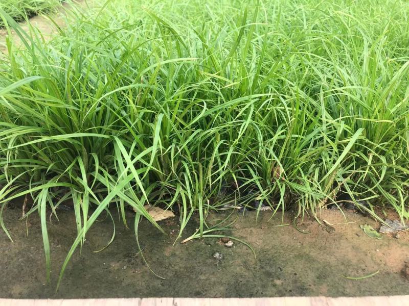 精品青绿苔草大量上市，基地直发，欢迎选购！