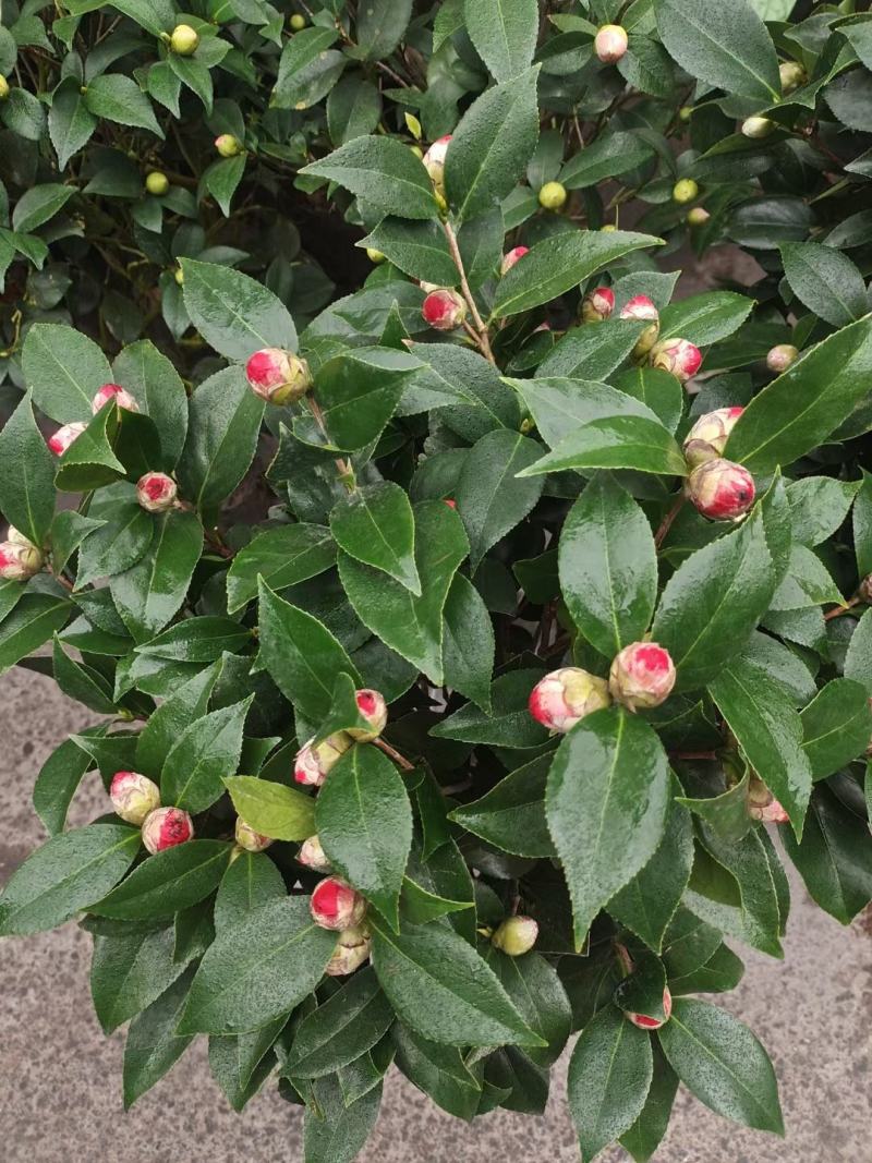 茶花，大红赤丹，香妃茶，五色赤丹，小桃红