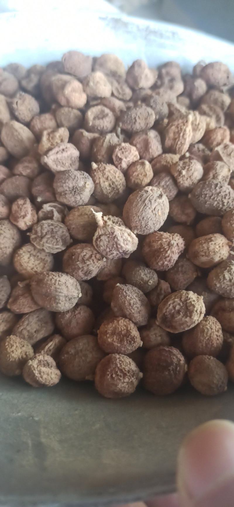 砂仁阳春砂中药材批发砂仁质量保证量大从优
