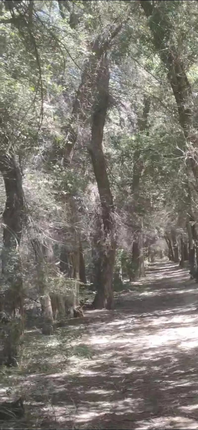 榆树原木