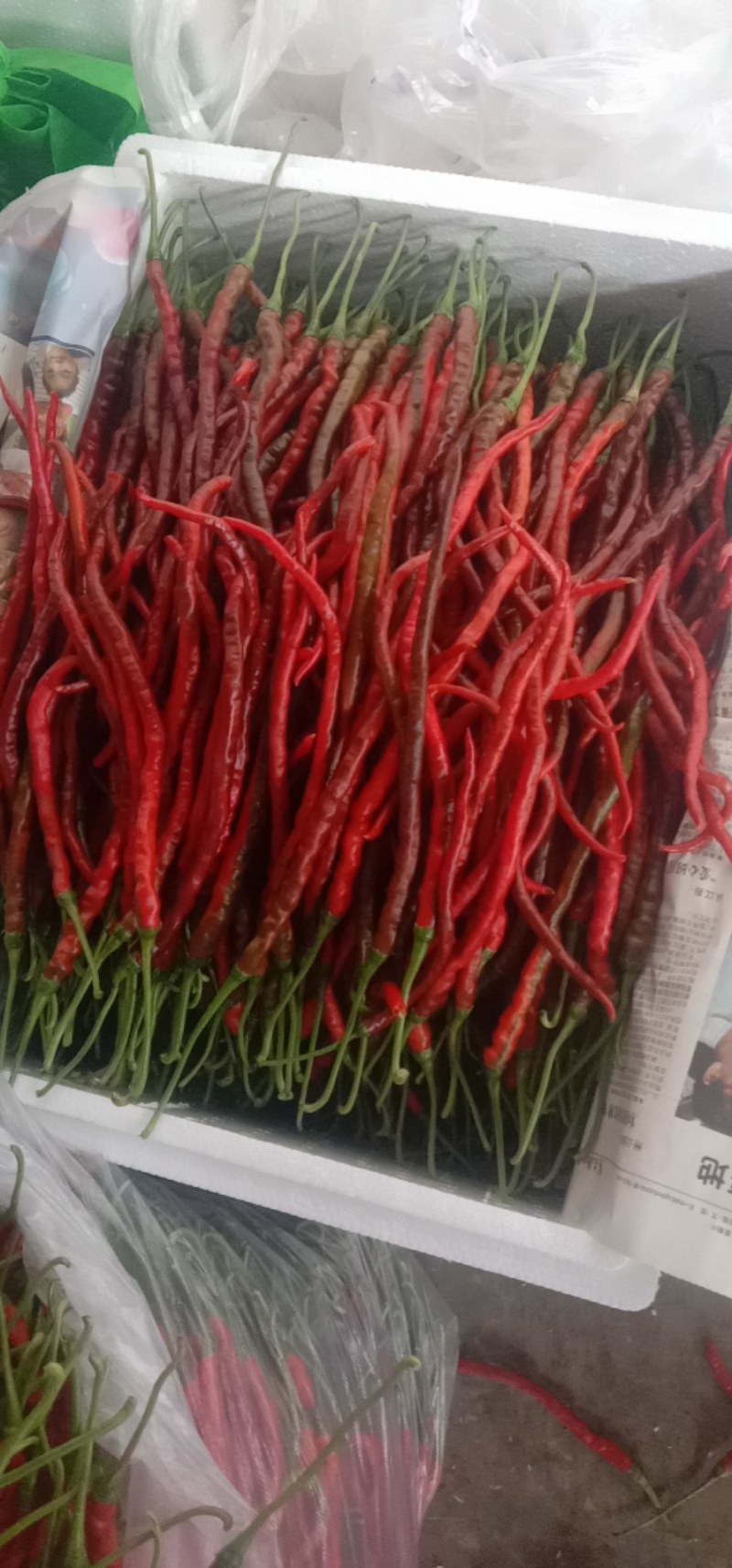 鸡肠子辣椒
