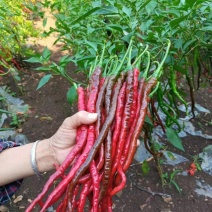 鸡肠子辣椒