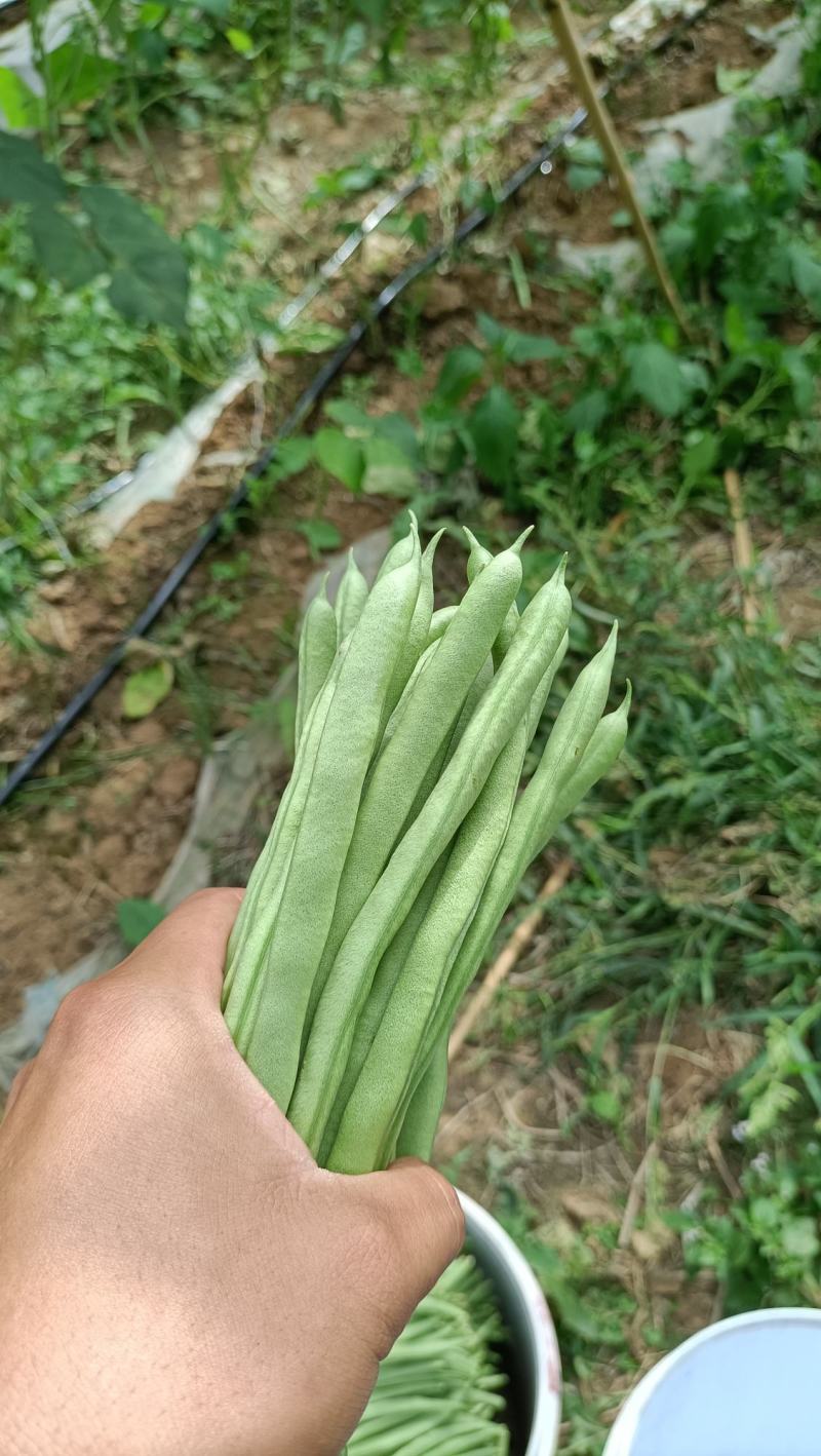 小金豆，需要的老板联系我，一天2吨左右的货，价格可商议。