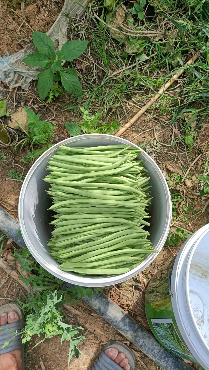小金豆，需要的老板联系我，一天2吨左右的货，价格可商议。
